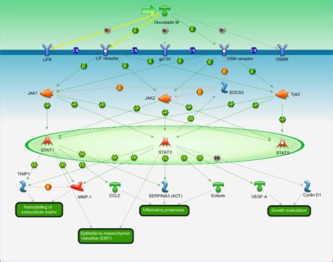 Immune response - Oncostatin M signaling via JAK-Stat in human cells Pathway Map - PrimePCR ...