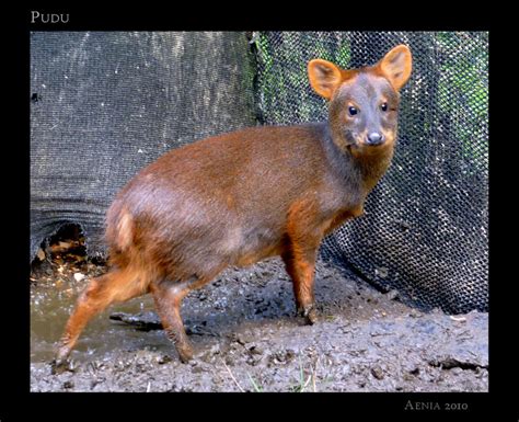 Pudu by Aenia on DeviantArt