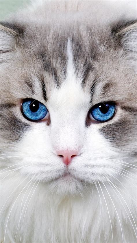 Blue Eyed Cats Wallpapers - Wallpaper Cave