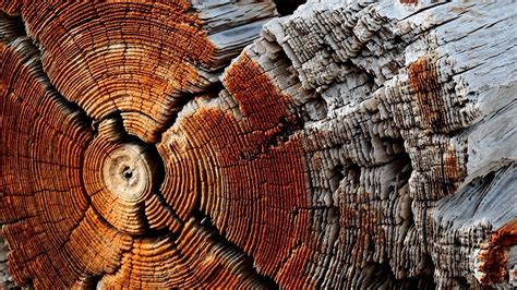 Nature, Wooden Surface, Wood, Texture, Pattern, Trees, Circle, Dry, Dead Trees wallpaper ...