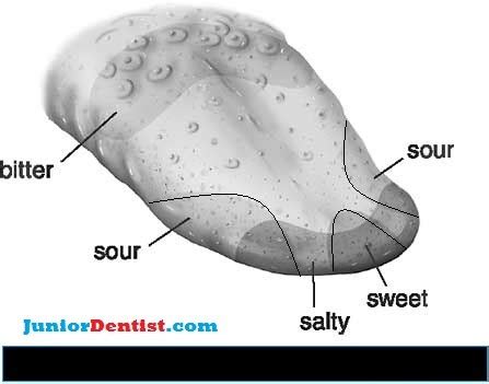 Taste perception by different papilla and taste buds and the nerves ...