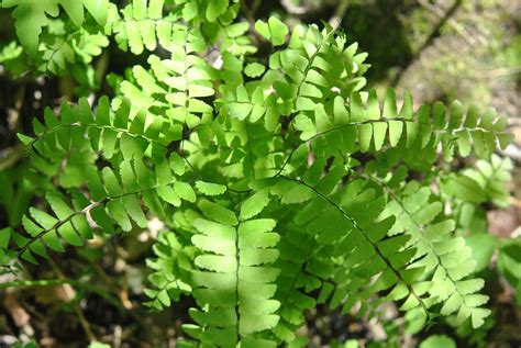 Adiantum pedatum | Ferns and Lycophytes of the World