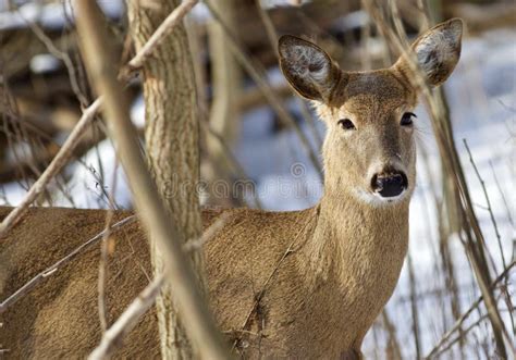 Beautiful Picture With A Wild Deer In The Snowy Forest Stock Image - Image of wild, canada: 81035019