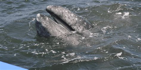 Gray Whale Facts and Figures - Gray Whale Breeding and Migration