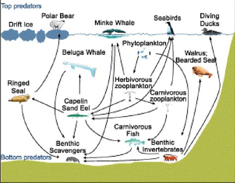 Arctic marine food web. (Source: Akvaplan-Niva) | Download Scientific Diagram