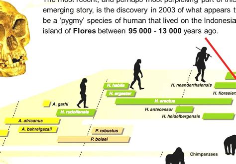 Timeline Of Human Evolution Human Ancestry