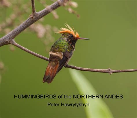 Hummingbirds of the Northern Andes by Peter Hawrylyshyn | Blurb Books