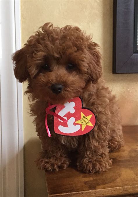 My little Beanie Baby! Easiest dog costume ever :) Cute Beanies, Cute ...