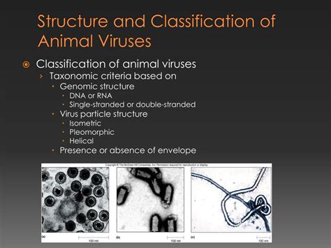 PPT - Viruses, Prions and Viroids Infectious Agents of Animals and Plants PowerPoint ...