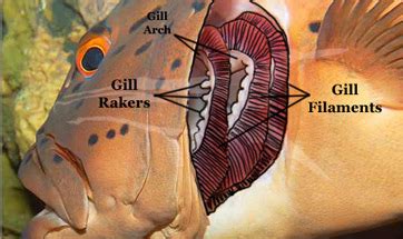 Gills Definition, Function & Anatomy - Lesson | Study.com