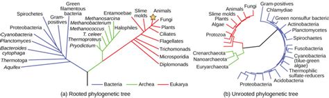 Structure of Phylogenetic Trees | Biology for Majors I