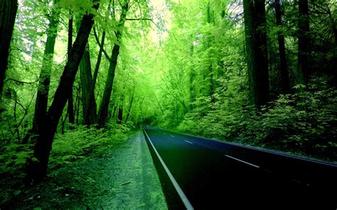 Rain Forest Road Wallpapers - Wallpaper Cave