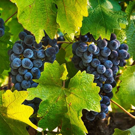 13 Perennial Vines Your Garden Can't Go Without, from Ivy to Grapes