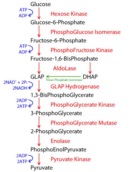 Glycolysis - Definition and Examples - Biology Online Dictionary