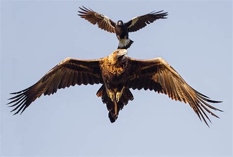 Wedge-tailed eagle under attack - Australian Geographic