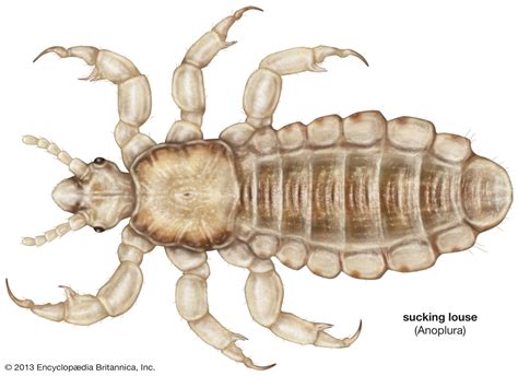 The behavior of the louse and its effects on the host | Britannica