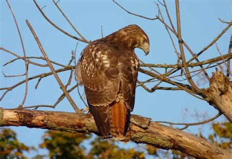 Red-Tailed Hawk - Size | Facts | Diet | Habitat | Call | Sound - Bird Baron