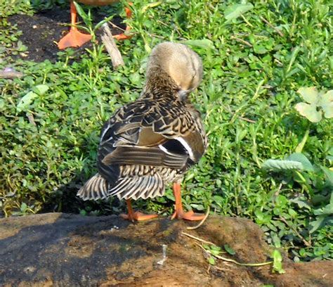 White Rock Lake, Dallas, Texas: Preening Mallard Duck at Sunset Bay, White Rock Lake