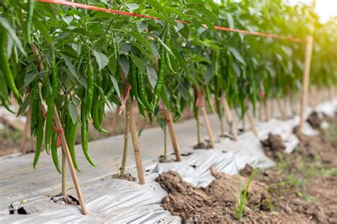 Close to many green chilli crops. 7674344 Stock Photo at Vecteezy