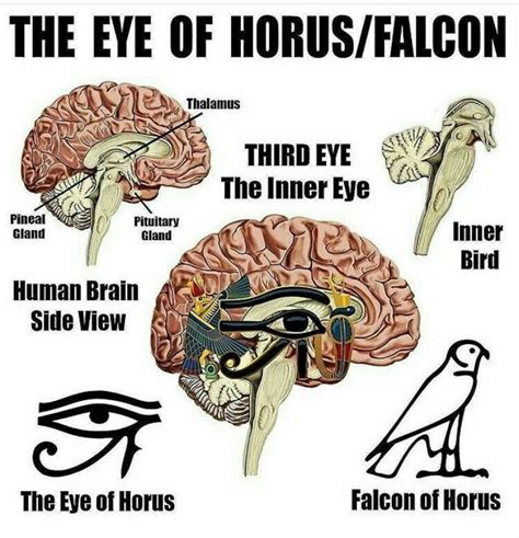 pineal gland eye of horus - Google Search in 2020 | Kemetic spirituality, Egyptian symbols ...