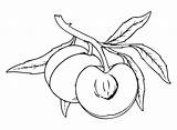 Nectarine Coloring Pages Printable For Free Download sketch template
