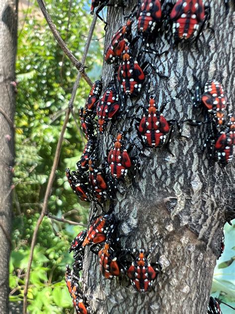 Spotted Lanternfly Now in Northern and Southern Indiana