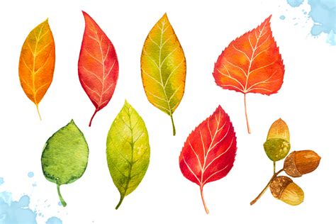 Autumn leaves. Watercolor set. by AlexG | Design Bundles