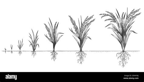 Rice growth. Plant crop growing cycle. Sketch life stages of farm ...