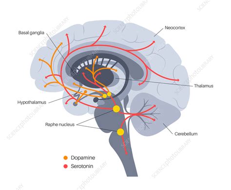 Serotonin and dopamine pathway, illustration - Stock Image - F035/7196 ...