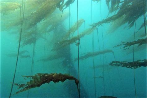 Bull Kelp Grows at an Amazing Rate - Friends of the Lost Coast