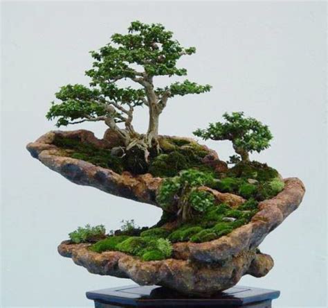 How To Make A Bonsai Tree From A Normal Tree