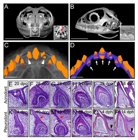 Different types of bearded dragon teeth develop through morphologically... | Download Scientific ...