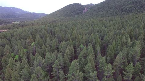 aerial view green trees forest against Stock Footage Video (100% ...