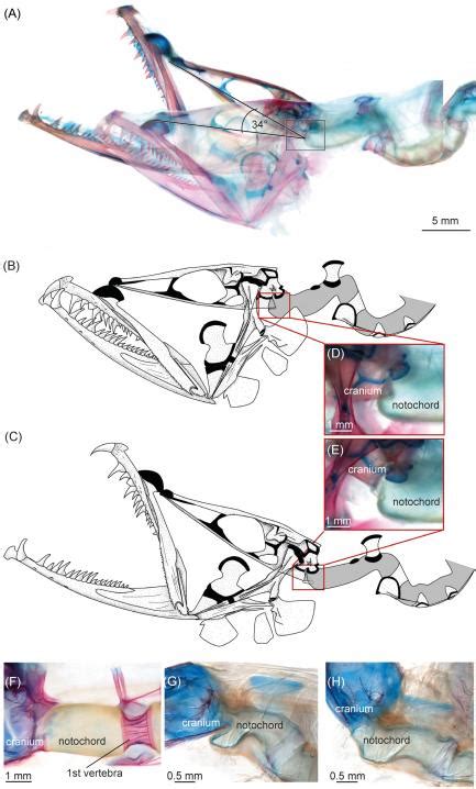 Dragonfish | Smithsonian Institution