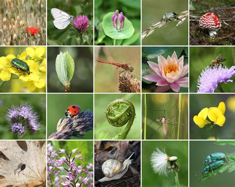 Le moineau domestique élu oiseau de l'année 2015 - rts.ch - Sciences-Tech.