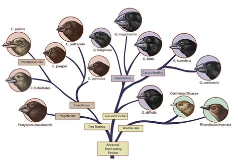 Finch Family Tree, Illustration Photograph by Spencer Sutton