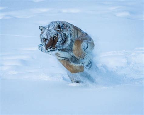 Tiger in the snow : r/Earthmind