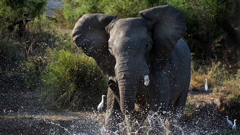 Lower Zambezi Safari | Zambezi Safaris & Camps | Africa Odyssey