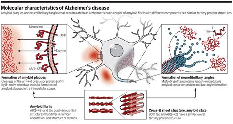 The molecular basis of Alzheimer's plaques | Science