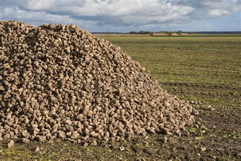 Large Pile of Sugar Beets. Sugar Beet Root Crop in the Field after ...