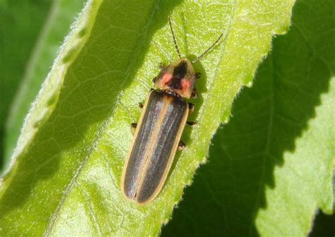 Pyractomena Firefly species photo - Mark Brown photos at pbase.com