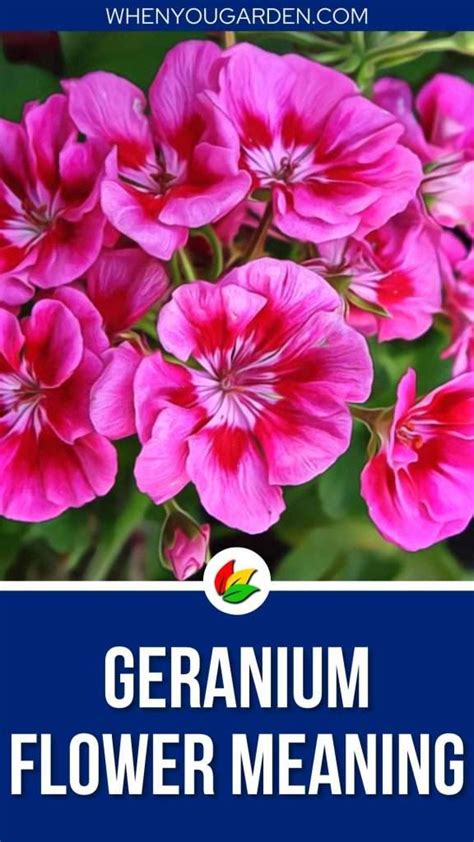 Geranium Flower Meaning and Symbolism - WhenYouGarden.com