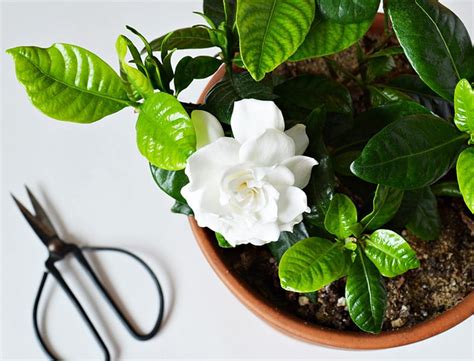 Our 30 Best Indoor Plants: Easy to Care for House Plants Guide