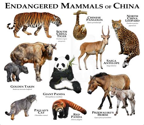Top 193 + Extinct chinese animals - Lifewithvernonhoward.com