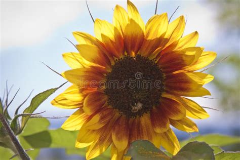 Sunflower in the Bright Sun Stock Image - Image of macro, growth: 29177929