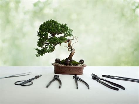 Juniper Bonsai Styles - How to Style Juniper Bonsai?