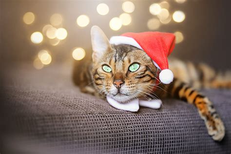 #74028 Cat HD, Santa Hat - Rare Gallery HD Wallpapers