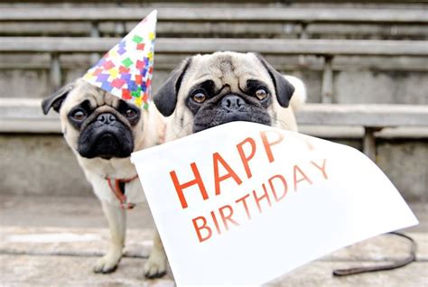 Happy Birthday, Pug! - General Discussion Forum | In-Depth Outdoors