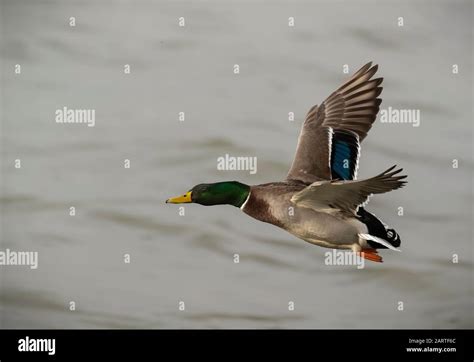 Mallard Drake Duck in Flight Stock Photo - Alamy