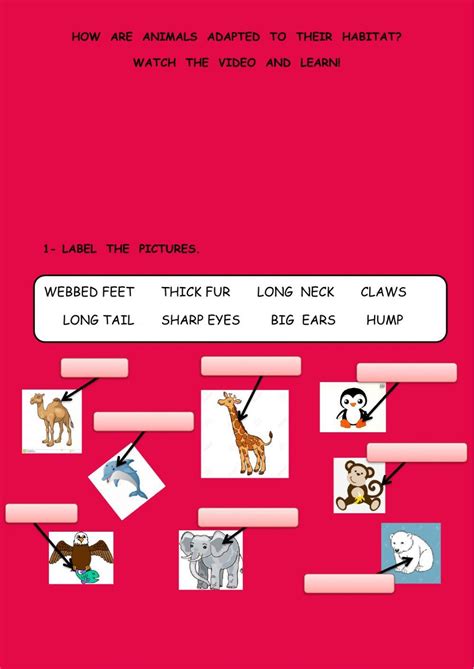 Animal body parts worksheet for grade 2 | Live Worksheets